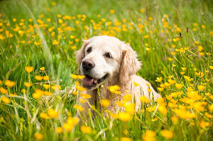 Hund in Blumen